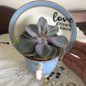 Tea & saucer succulent holder!